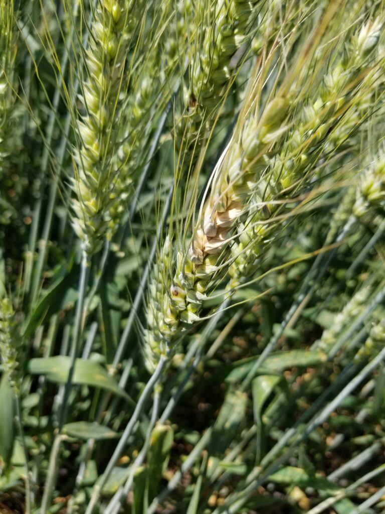 Wheat infected with fusarium head blight (FHB) in an inoculated and misted disease nursery for variety screening