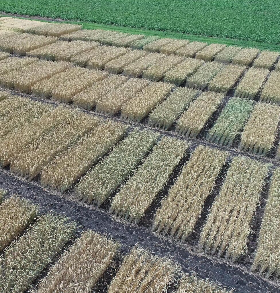 Fall rye plots comparing the agronomic performance of potential new cultivars against current market leaders and reference varieties