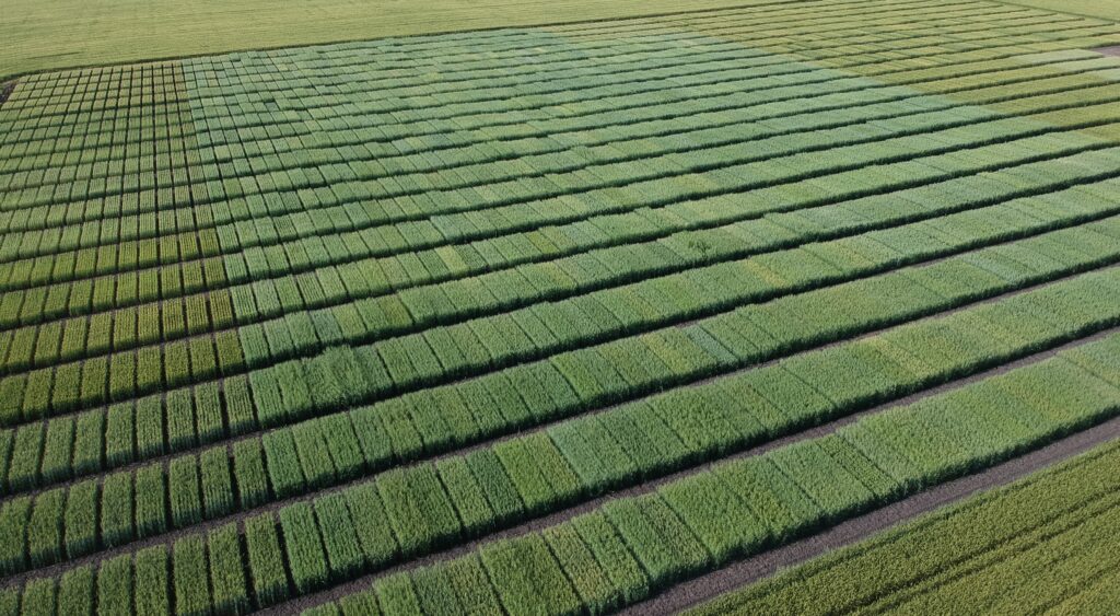 Drone image oat plots for evaluating the suitability of early-stage varieties under different environmental conditions