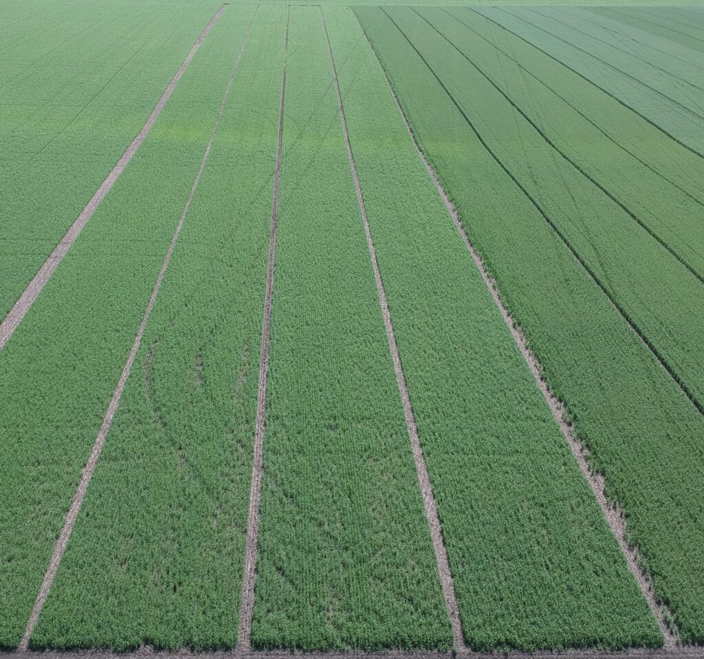 Strip plots for large-scale assessment of a biological seed treatment for early-season vigor enhancement and drought tolerance