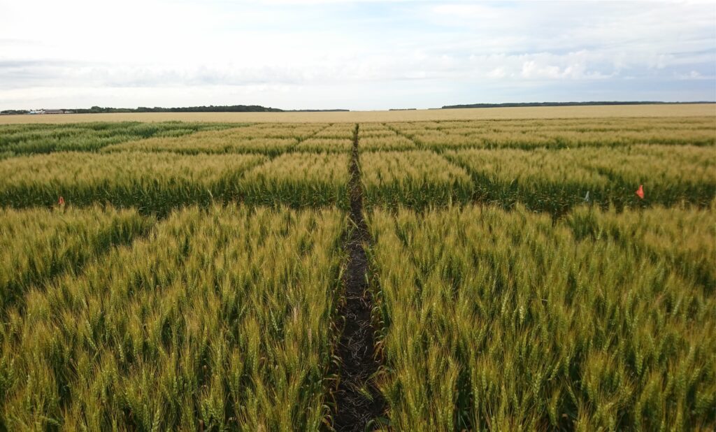 Wheat plots for testing the effects of a foliar applied biostimulant for yield increase and disease protection