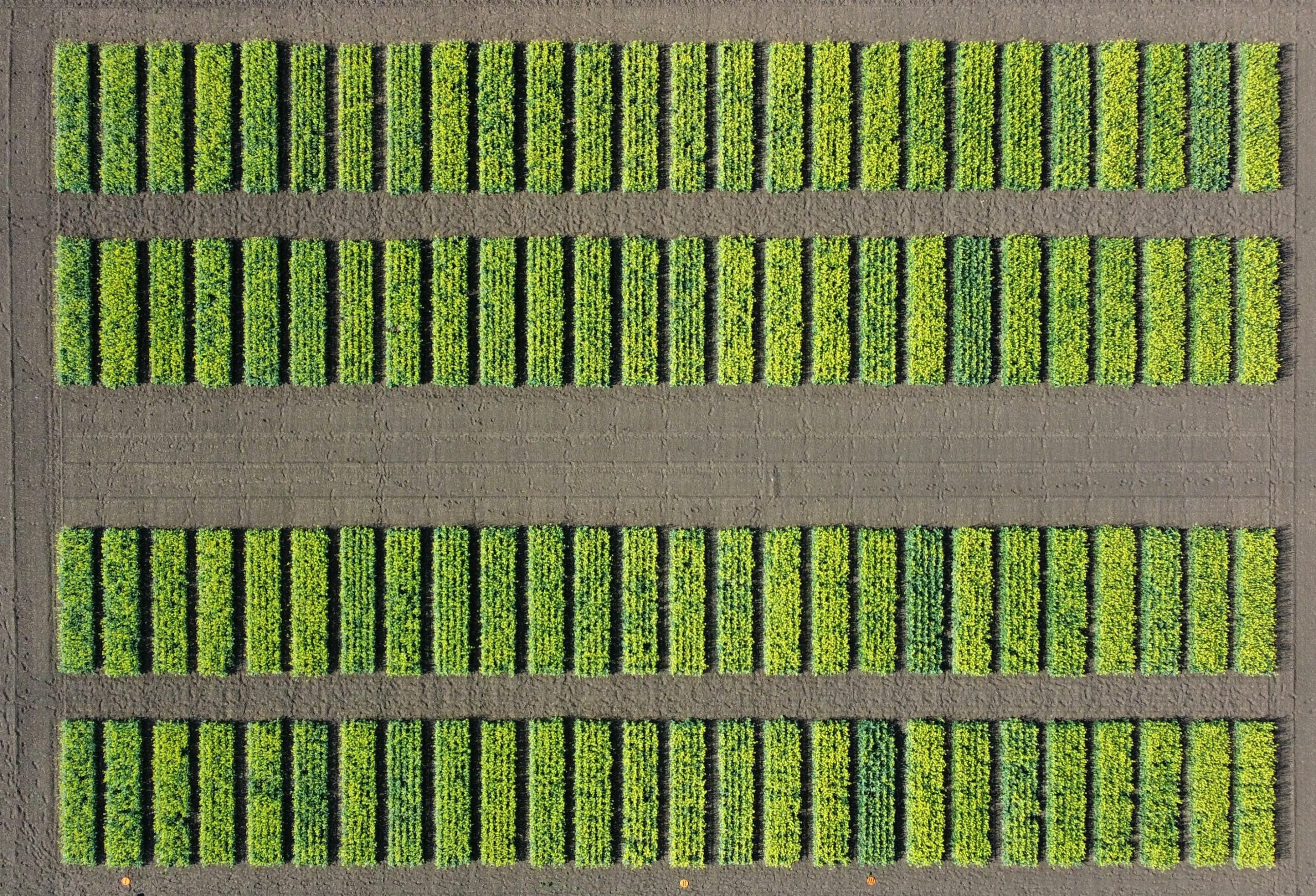 Nadir drone image of canola plots for post-registration comparative testing between different cultivars under different herbicide and harvest management systems